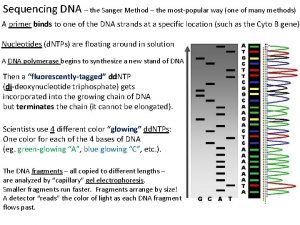 Sequencing DNA the Sanger Method the mostpopular way