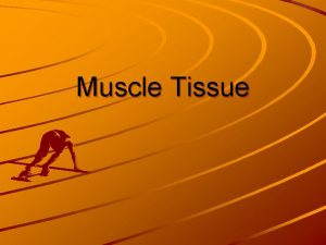 Muscle Tissue Three Types of Muscle Tissue Skeletal