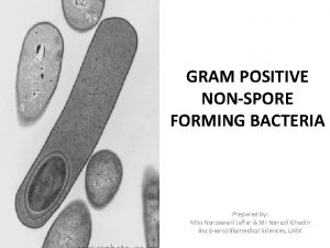 GRAM POSITIVE NONSPORE FORMING BACTERIA Prepared by Miss