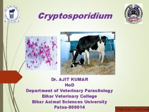 Cryptosporidium Dr AJIT KUMAR Ho D Department of