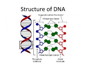 Structure of DNA 1 What is the monomer