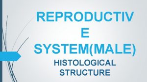 REPRODUCTIV E SYSTEMMALE HISTOLOGICAL STRUCTURE HISTOLOGICAL STRUCTURE OF