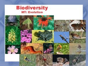 Biodiversity MT Evolution Break break down breaking it