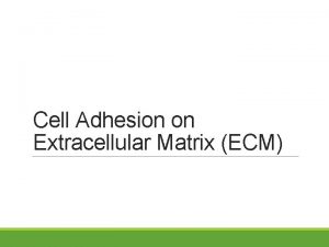 Cell Adhesion on Extracellular Matrix ECM Cells surrounded