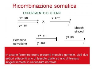 Ricombinazione somatica ESPERIMENTO DI STERN y sn y