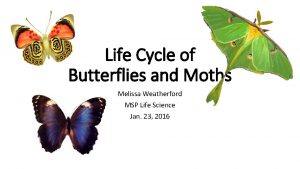 Life Cycle of Butterflies and Moths Melissa Weatherford