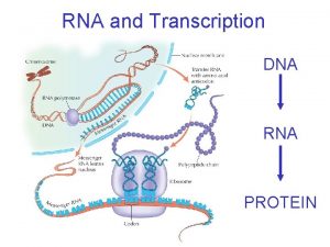 RNA and Transcription DNA RNA PROTEIN RNA and