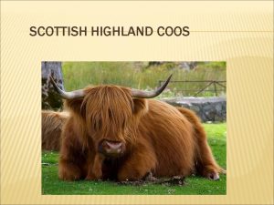 SCOTTISH HIGHLAND COOS Scottish Highland Cattle Scottish Highland