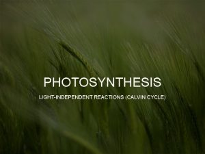 PHOTOSYNTHESIS LIGHTINDEPENDENT REACTIONS CALVIN CYCLE Learning Goal We