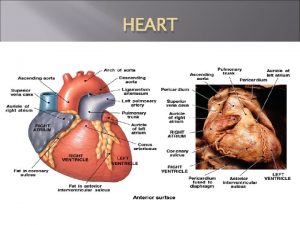 HEART HEART Hollow muscular organ 300 grams 4