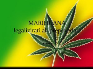 MARIHUANA legalizirati ali prepovedati Avtor Marihuana kot rastlina