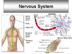 Nervous System Nerve Structure A single nerve in
