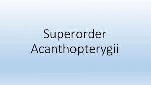 Superorder Acanthopterygii General information Acanthopterygii is a superorder