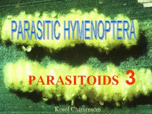 PARASITOIDS 3 Kosol Charernsom Larval parasite Glyptapanteles acherontiae