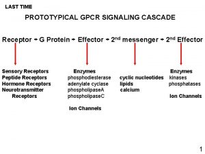 LAST TIME PROTOTYPICAL GPCR SIGNALING CASCADE Receptor G