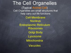 The Cell Organelles Typical Animal Cell Cell Organelles