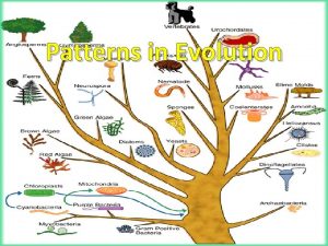 Patterns in Evolution Key concept Evolution occurs in