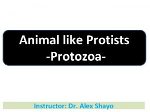 Animal like Protists Protozoa Instructor Dr Alex Shayo