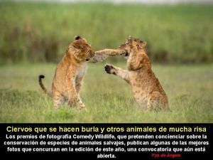 Ciervos que se hacen burla y otros animales