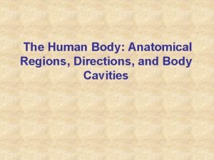 The Human Body Anatomical Regions Directions and Body