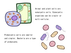 Animal and plant cells are eukaryotic cells Eukaryotic