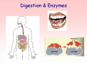 Digestion Enzymes The Digestive System The Digestive System
