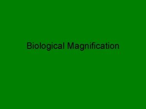 Biological Magnification Biological Magnification organisms that are higher