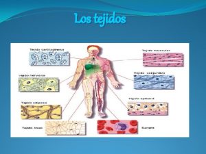 Los tejidos Las clulas forman tejidos El cuerpo