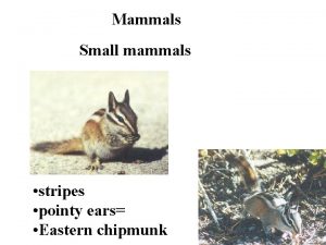 Mammals Small mammals stripes pointy ears Eastern chipmunk