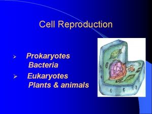 Cell Reproduction Prokaryotes Bacteria Eukaryotes Plants animals Prokaryotes