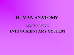 HUMAN ANATOMY LECTURE FIVE INTEGUMENTARY SYSTEM INTEGUMENTARY SYSTEM