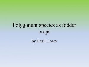 Polygonum species as fodder crops by Daniil Losev