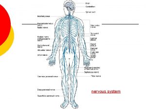 nervous system Parts of the nervous system The