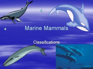 Marine Mammals Classifications Whales Dolphins and Porpoises Order