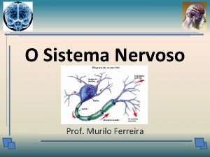 O Sistema Nervoso Prof Murilo Ferreira FUNES Receptora