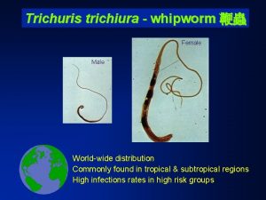 Trichuris trichiura whipworm Female Male Worldwide distribution Commonly