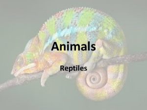 Animals Reptiles Reptiles Reptiles a vertebrate that has