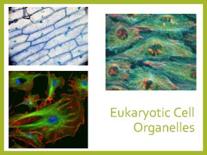 Eukaryotic Cell Organelles Organelles Make up Cells What