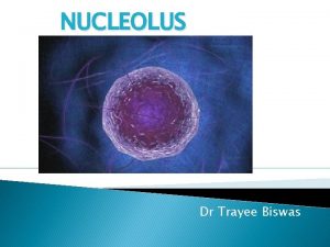 NUCLEOLUS Dr Trayee Biswas NUCLEOLUS The nucleolus cellular