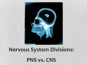 Nervous System Divisions PNS vs CNS The Nervous