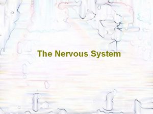 The Nervous System Nervous System and Senses The