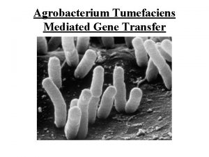 Agrobacterium Tumefaciens Mediated Gene Transfer What is Biotechnology