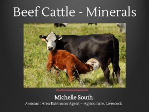 Beef Cattle Minerals Cow depreciation Its real and