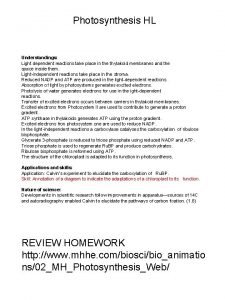 Photosynthesis HL Understandings Light dependent reactions take place