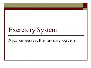 Excretory System Also known as the urinary system