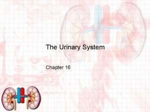 The Urinary System Chapter 16 Waste Products Chemical