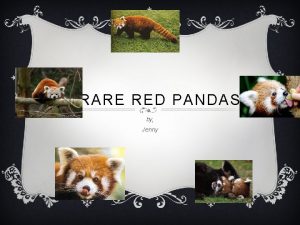 RARE RED PANDAS by Jenny RED PANDAS DIET