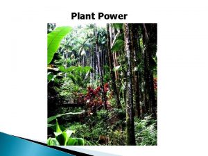 Plant Power Plant Power Photosynthesis Plants use water