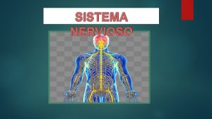 SISTEMA NERVIOSO EL SISTEMA NERVIOSO SISTEMA NERVIOSO CENTRAL