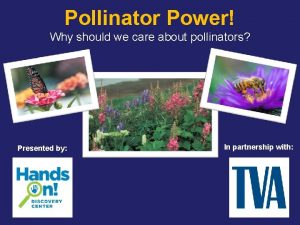Pollinator Power Why should we care about pollinators